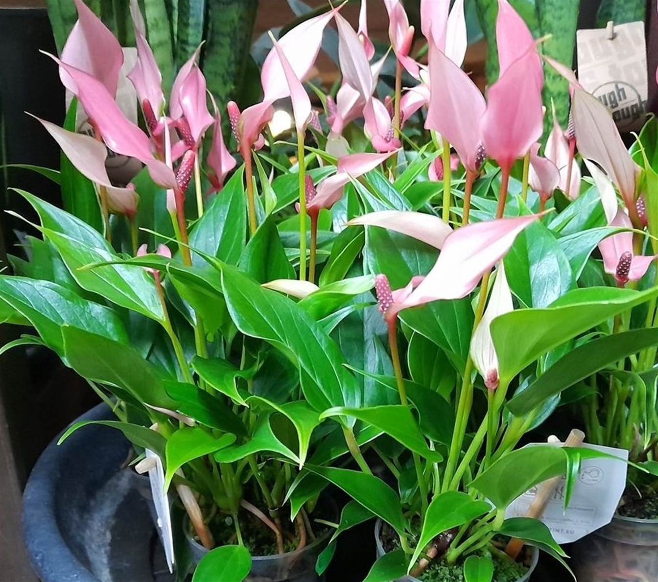 Anthurium andr. Lilli
