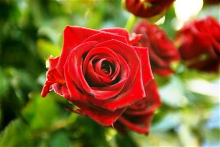 Roos  red naomi