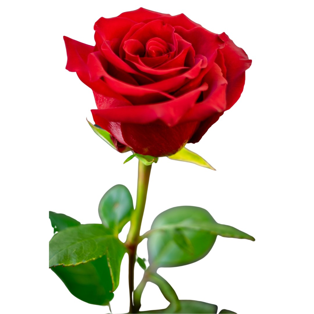 Roos  red naomi
