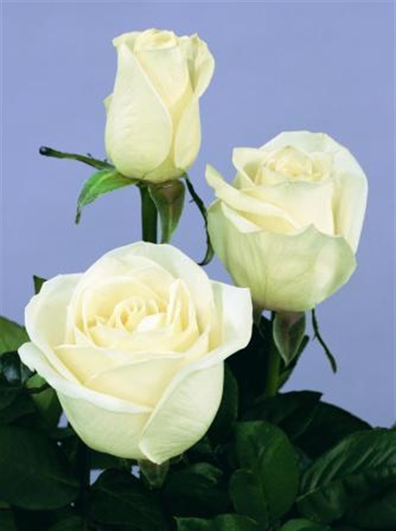 Roos avelanche of White Naomi