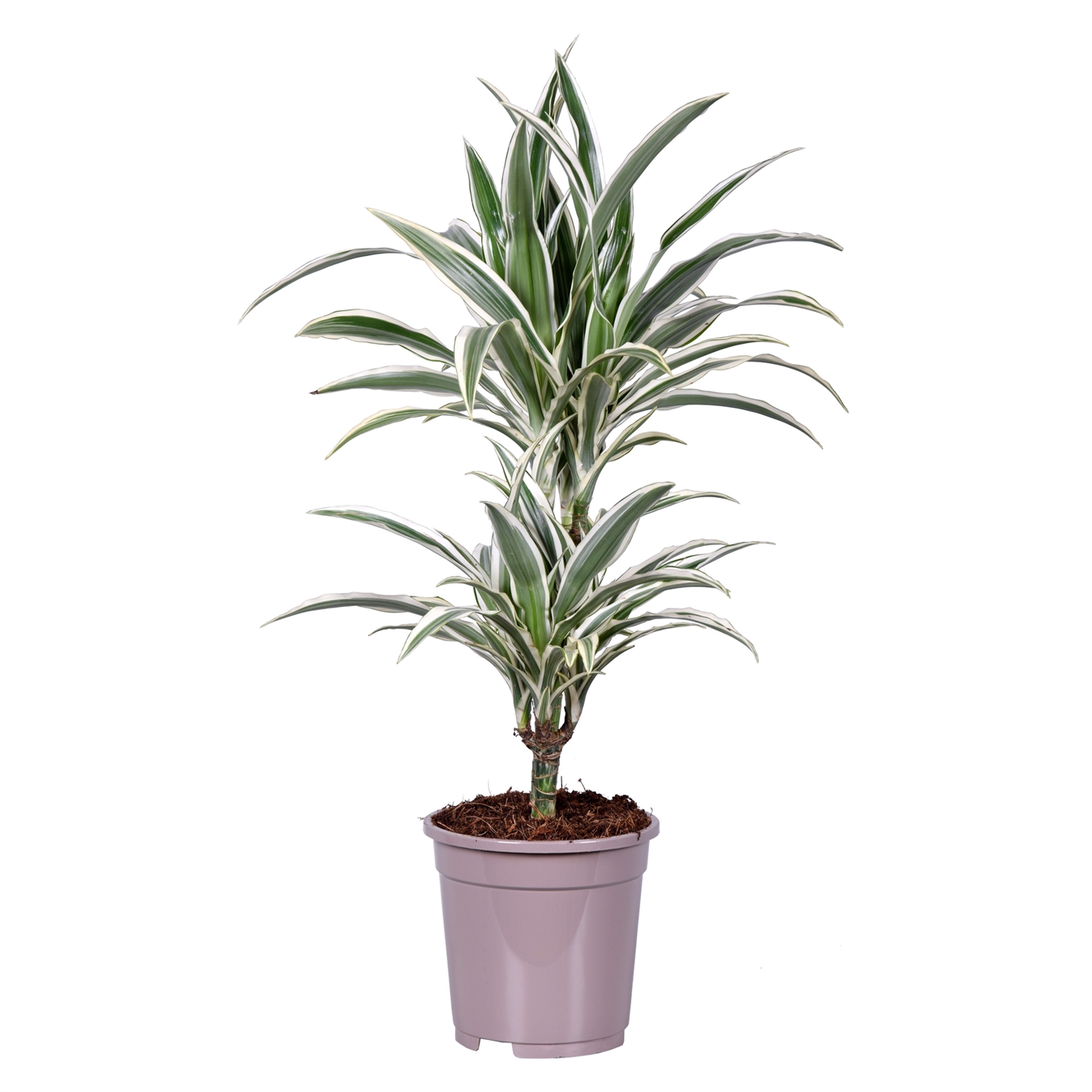 Dracaena frag. White Stripe
