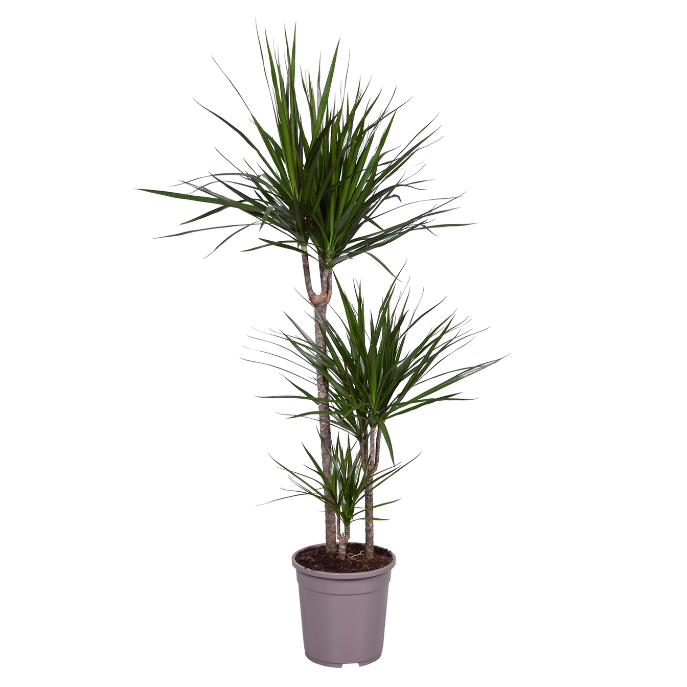 Dracaena marginata Magenta