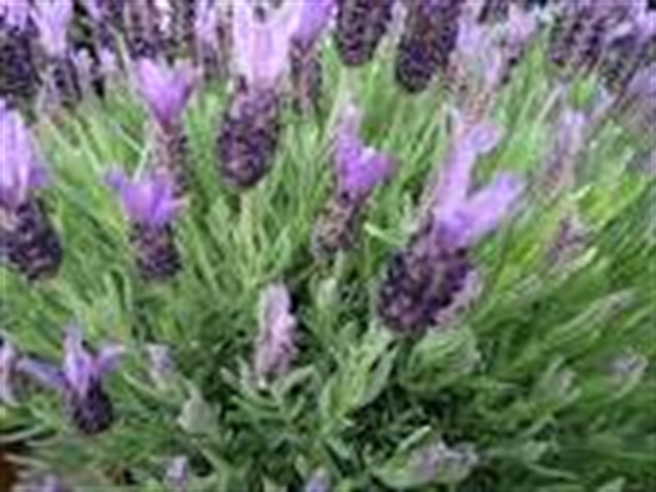 Lavendel Stoechas 