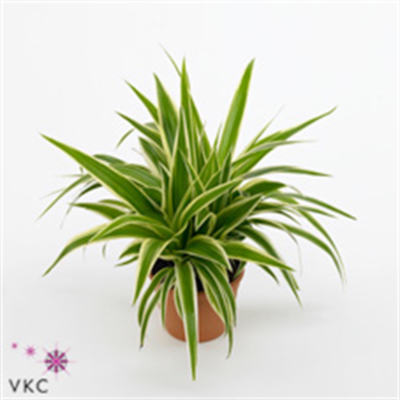 Chlorophytum comosum