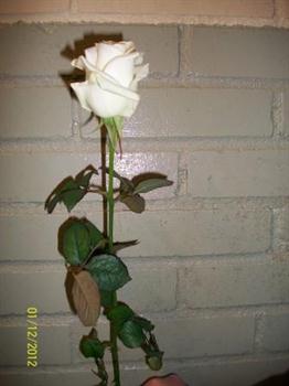 Rozen div. kleuren middelmaat