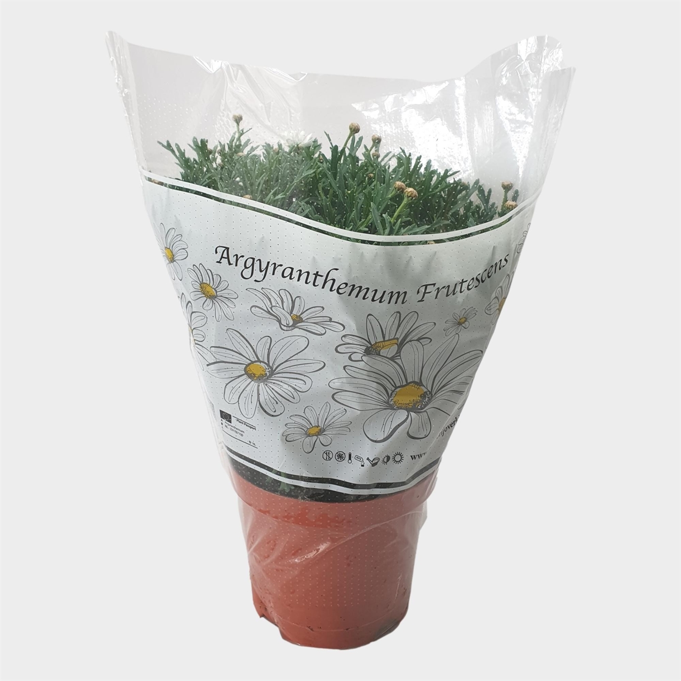 Margriet