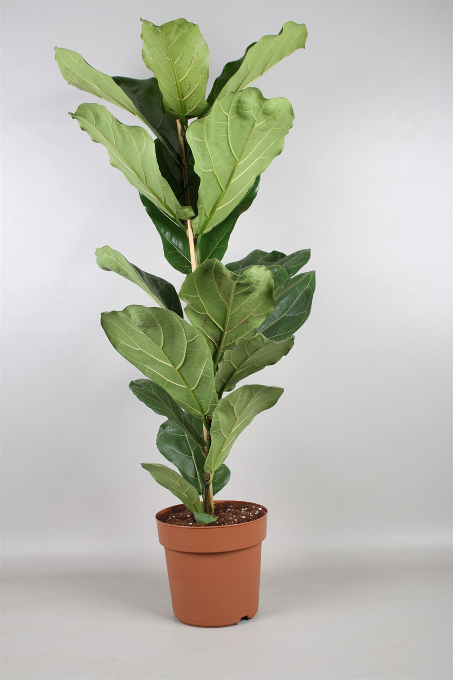 Ficus lirata