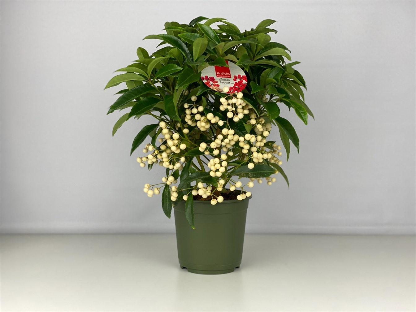 Ardisia wit