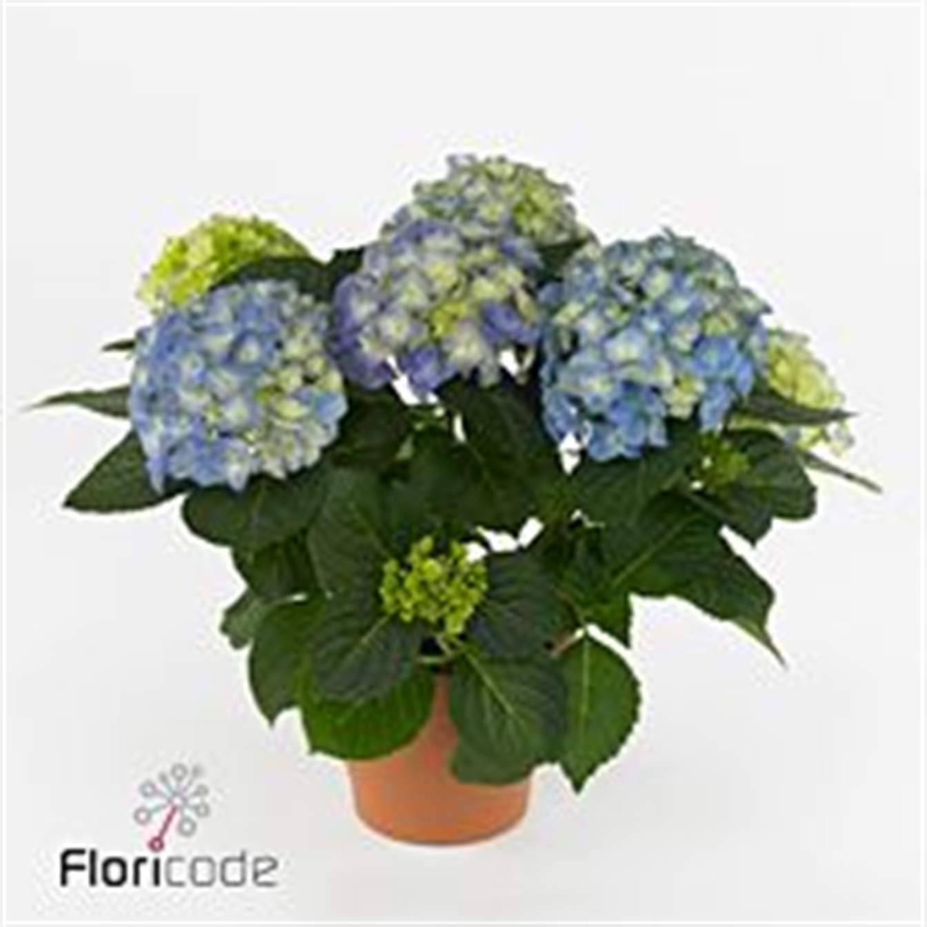 Hydrangea (Hortensia)