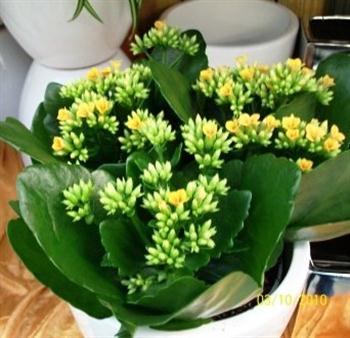 Kalanchoe