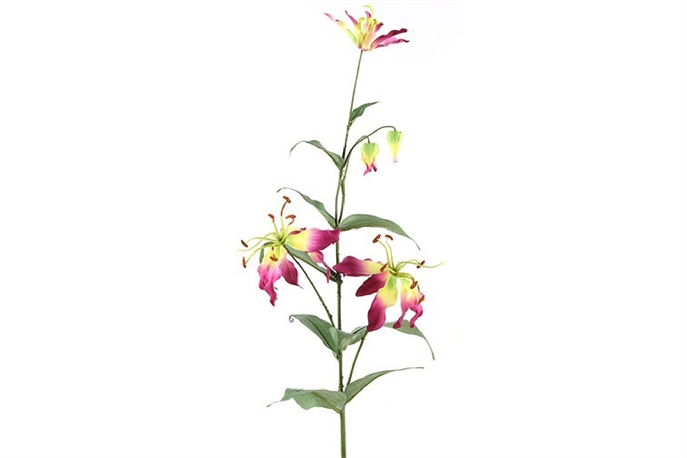 Gloriosa