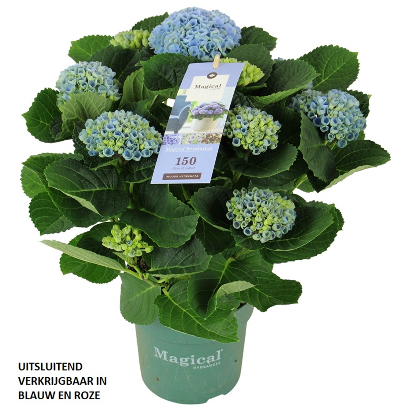 Hydrangea magical revolution