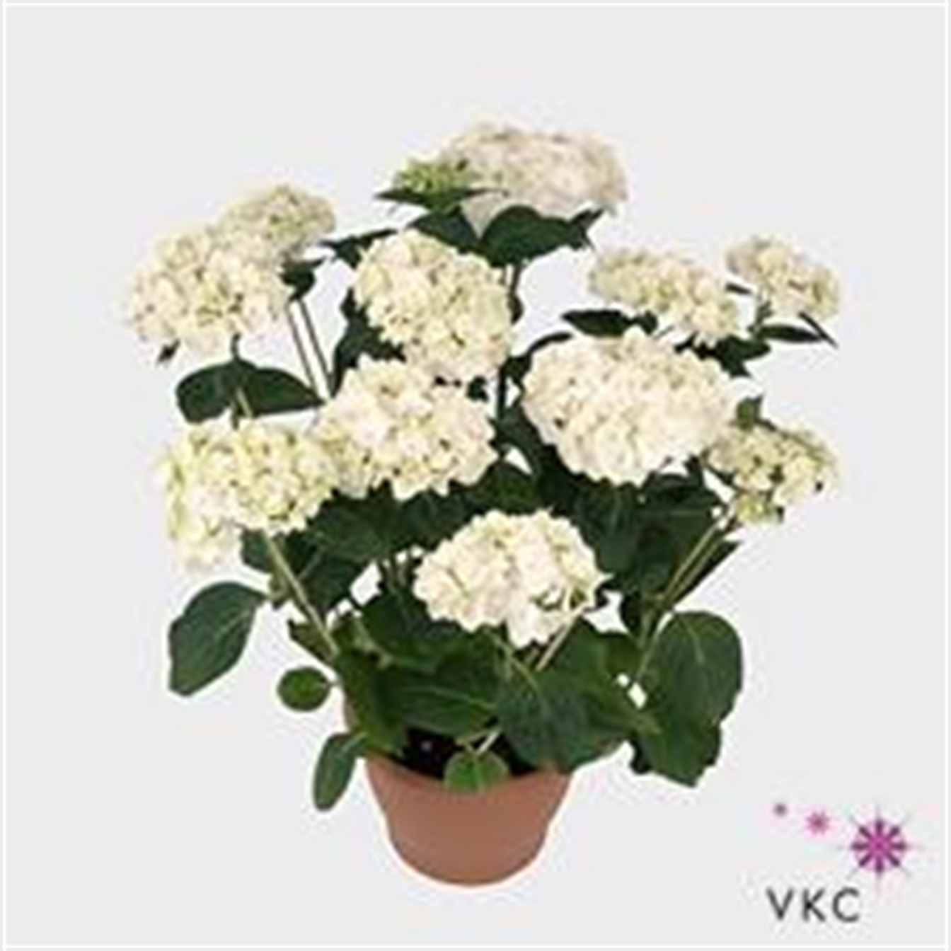 Hydrangea  (wit)