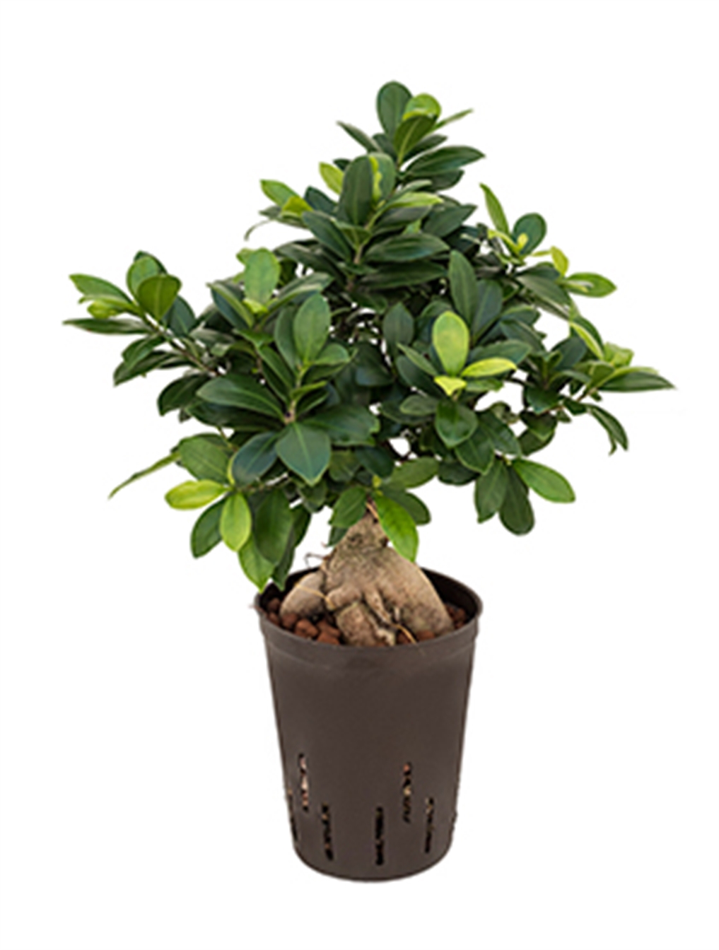 Ficus microcarpa Ginseng