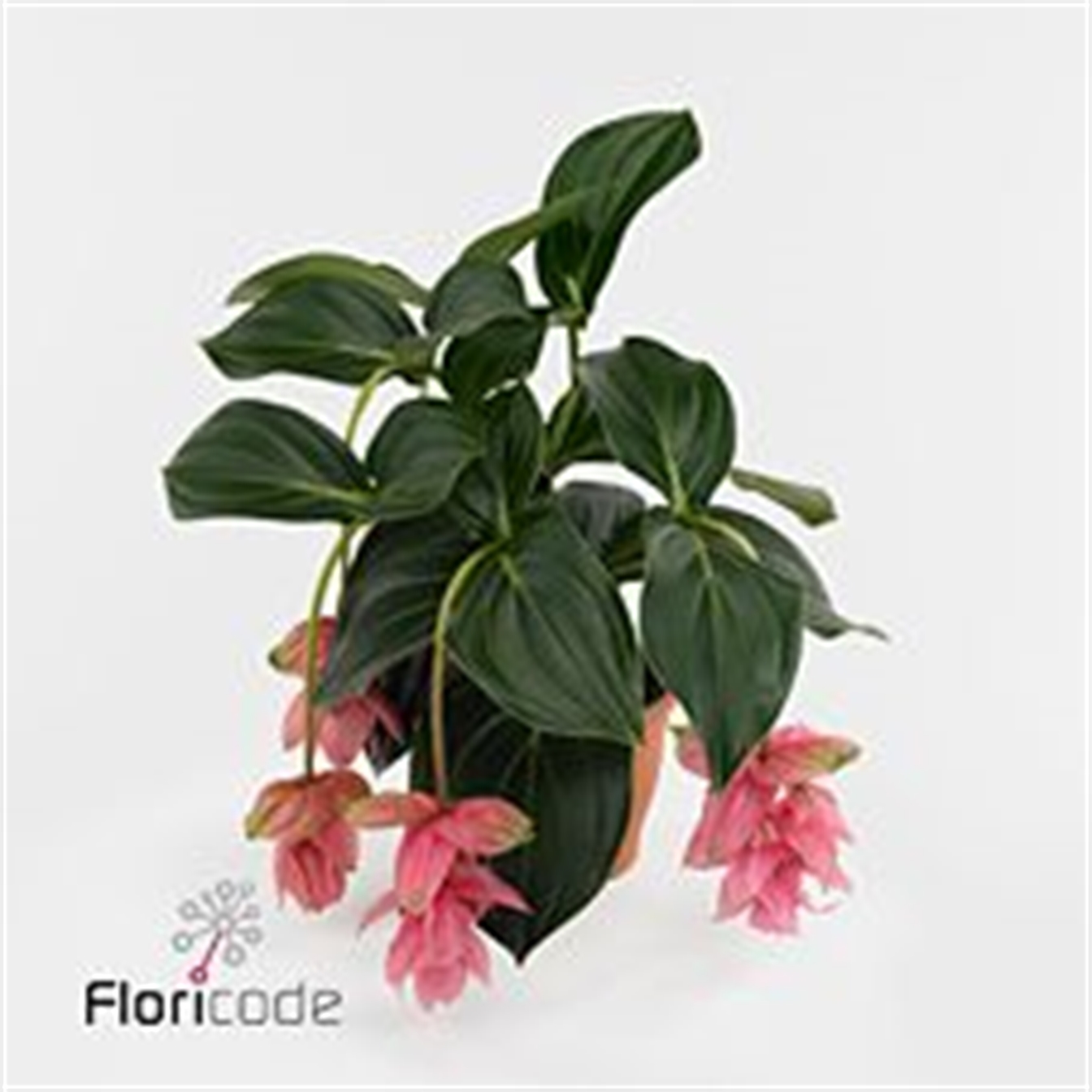 Medinella