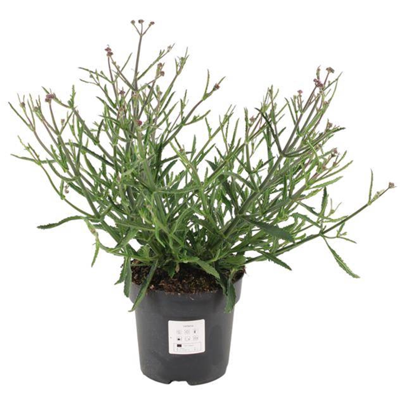 Verbena