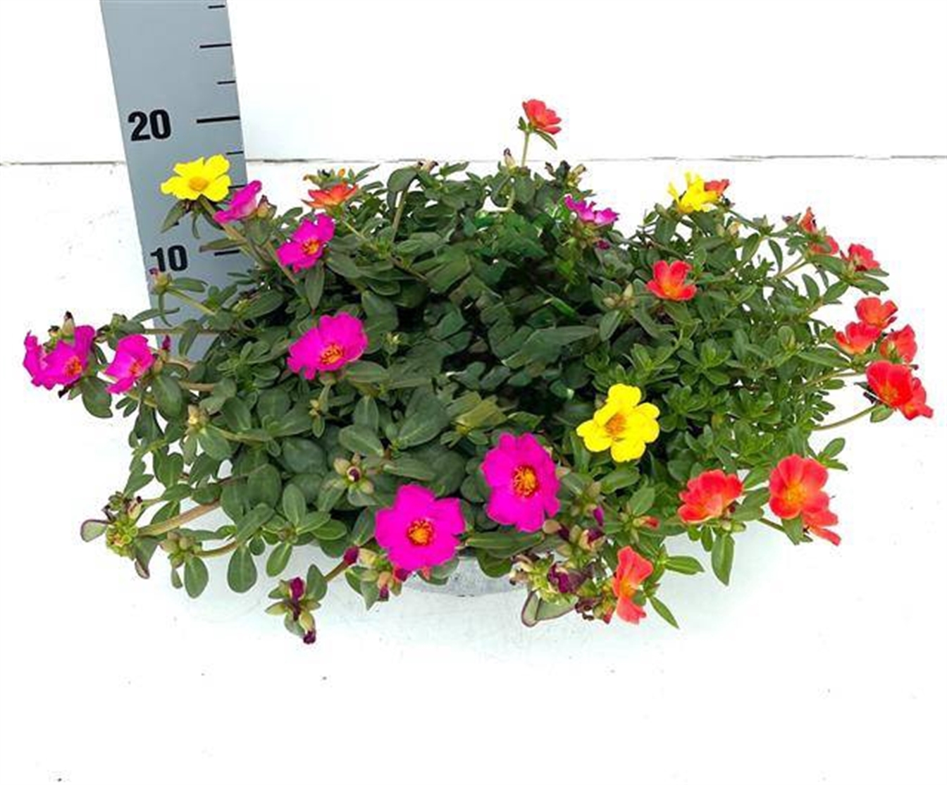 Portulaca in zinken schaal