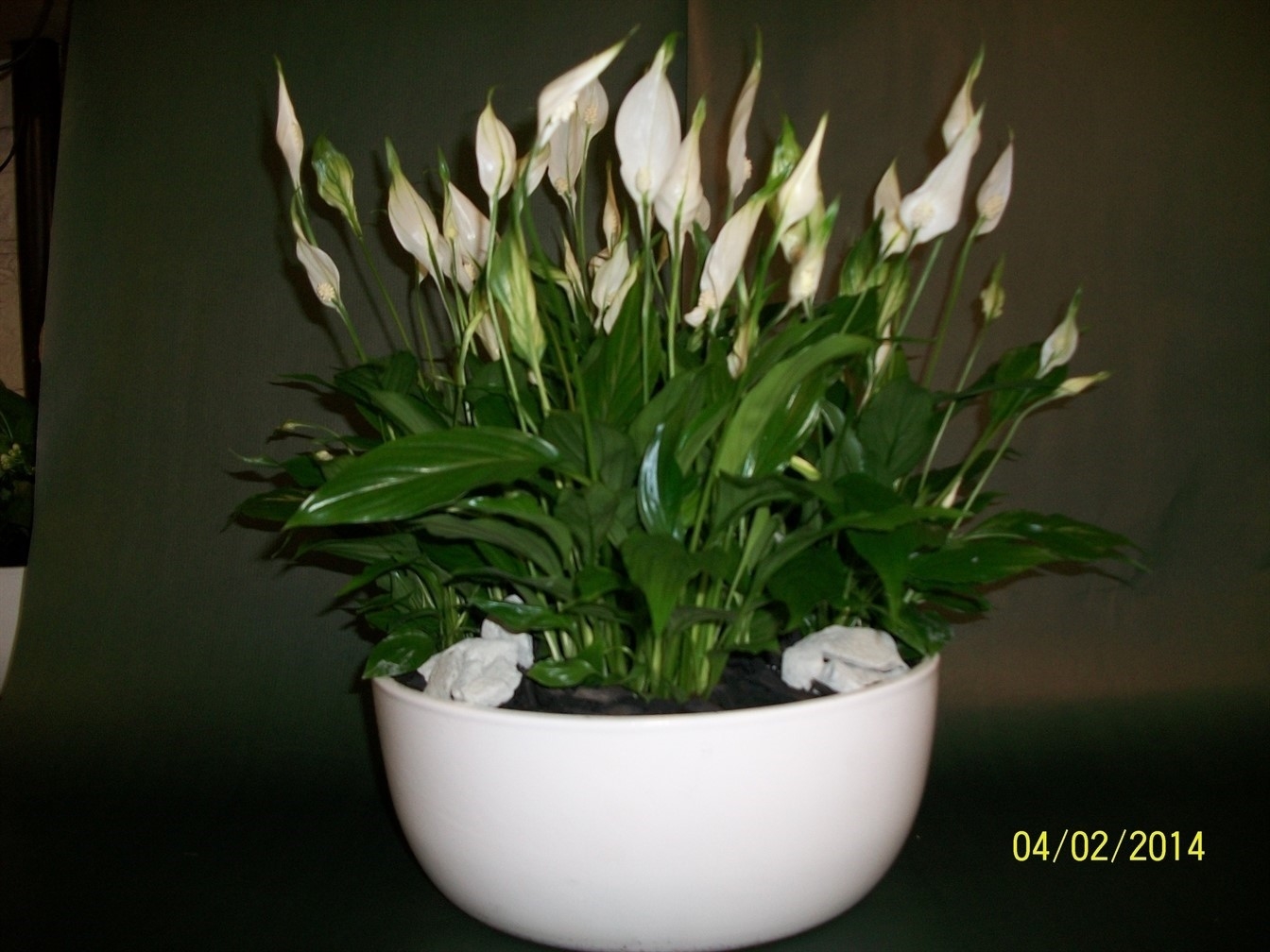 Plantenschaal