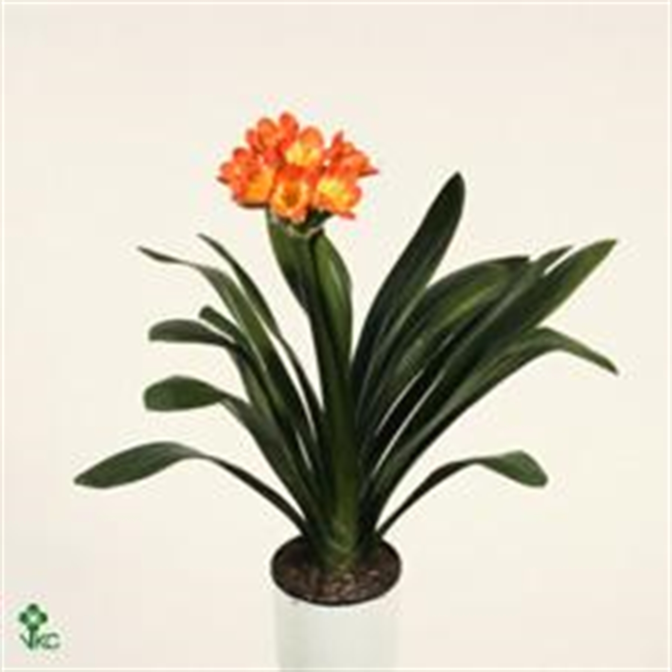 Clivia 