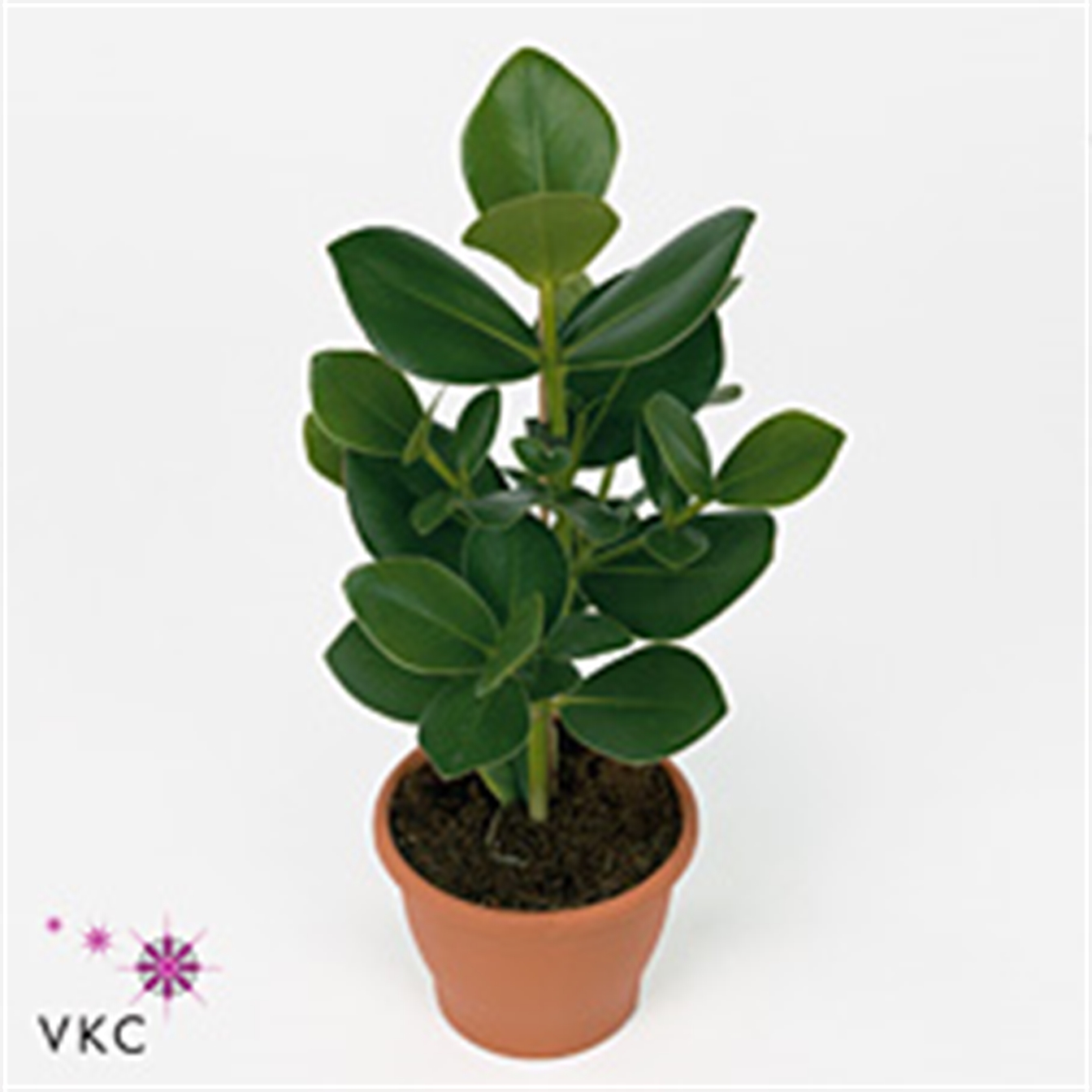 Clusia rosea princess