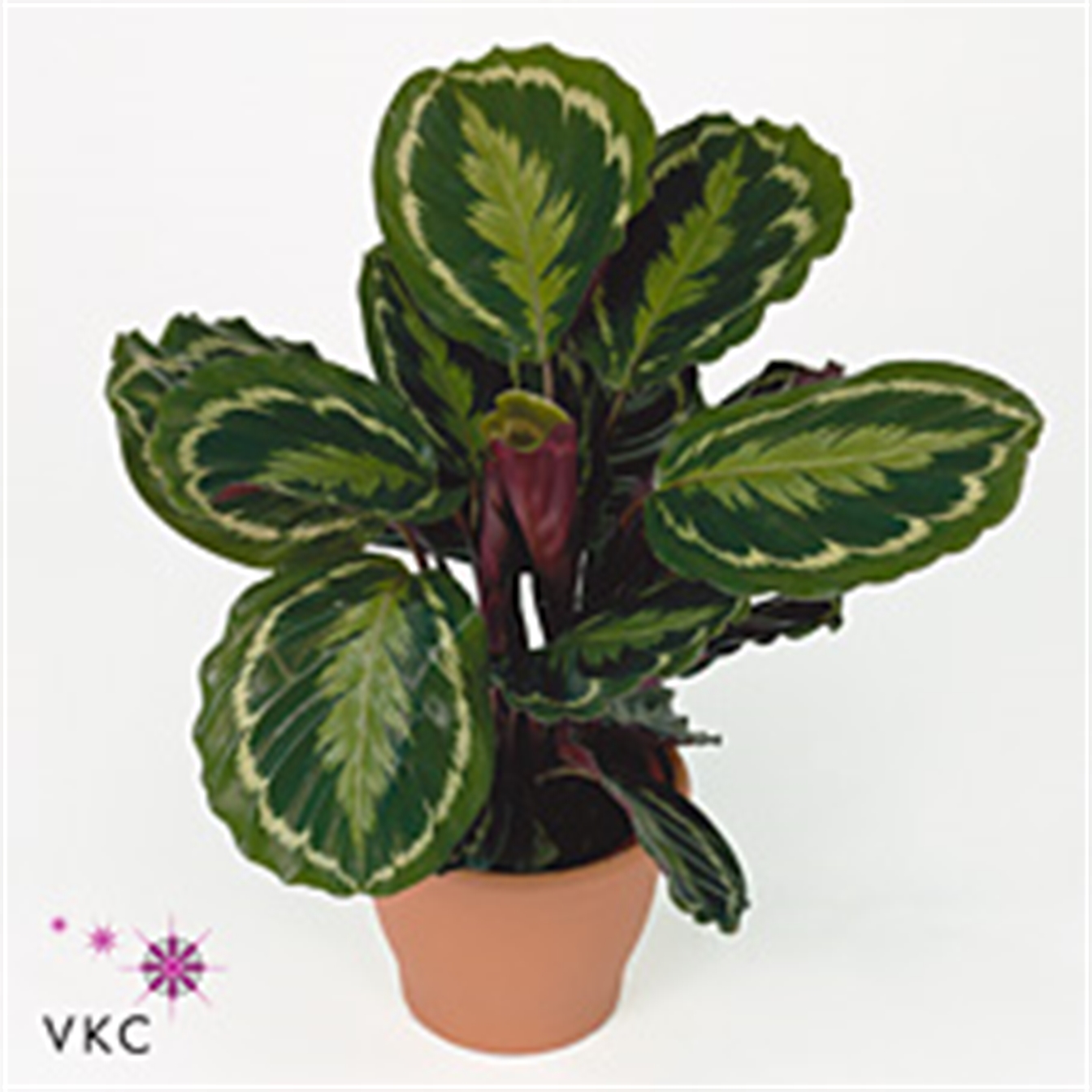 Calathea Madallion