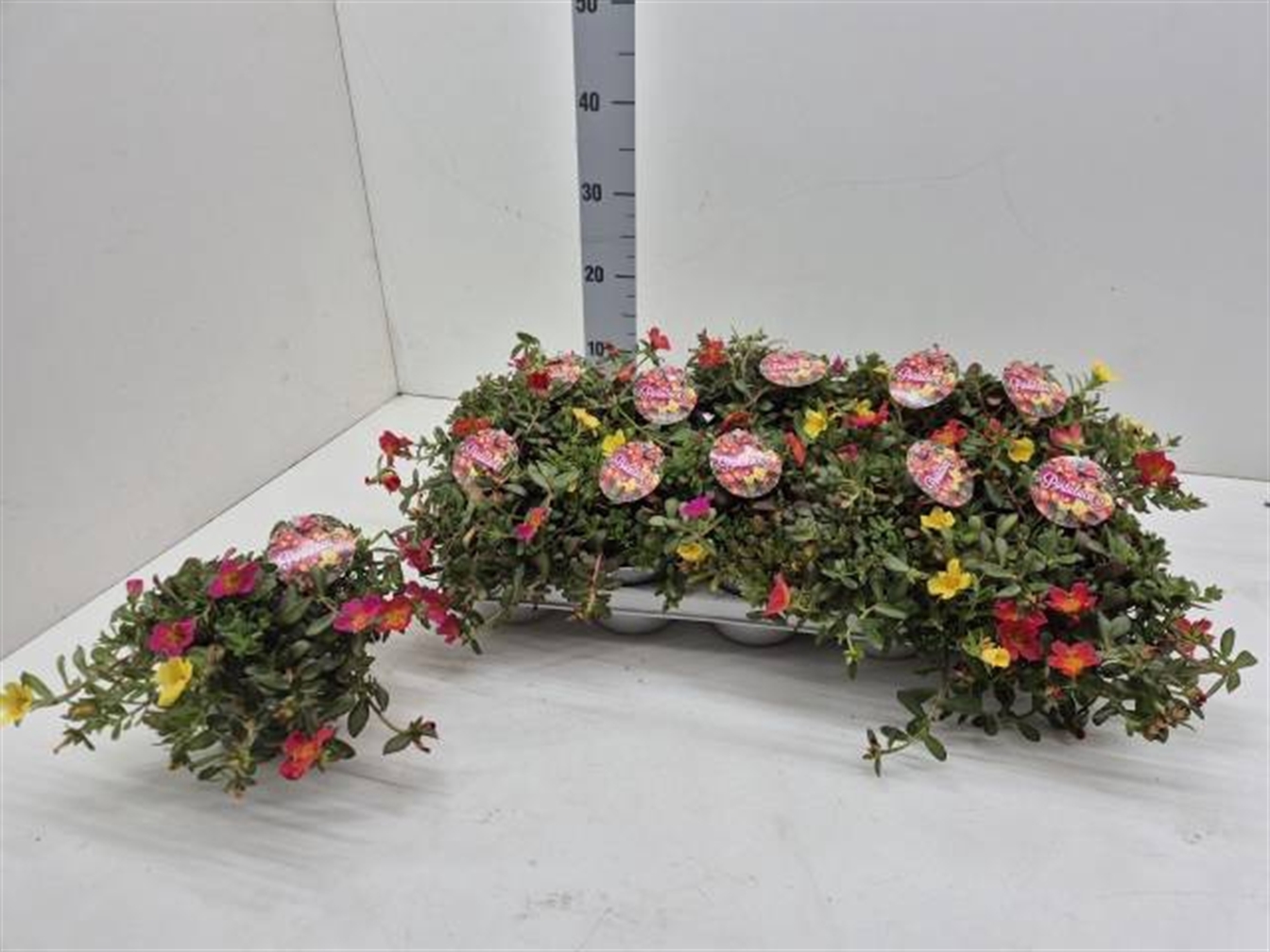 Portulaca