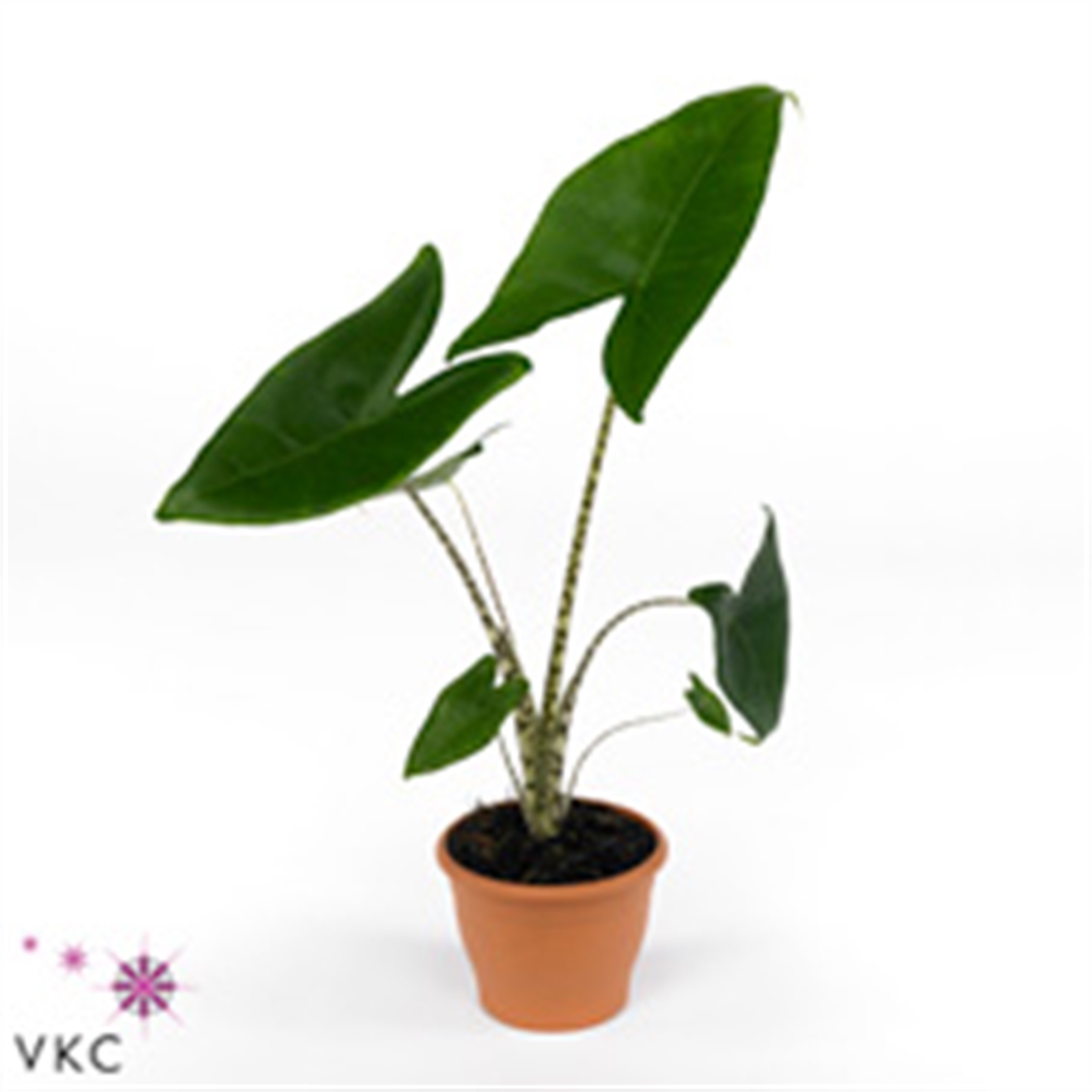 Alocasia zebrina