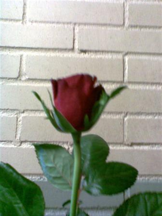 Roos rood middel 