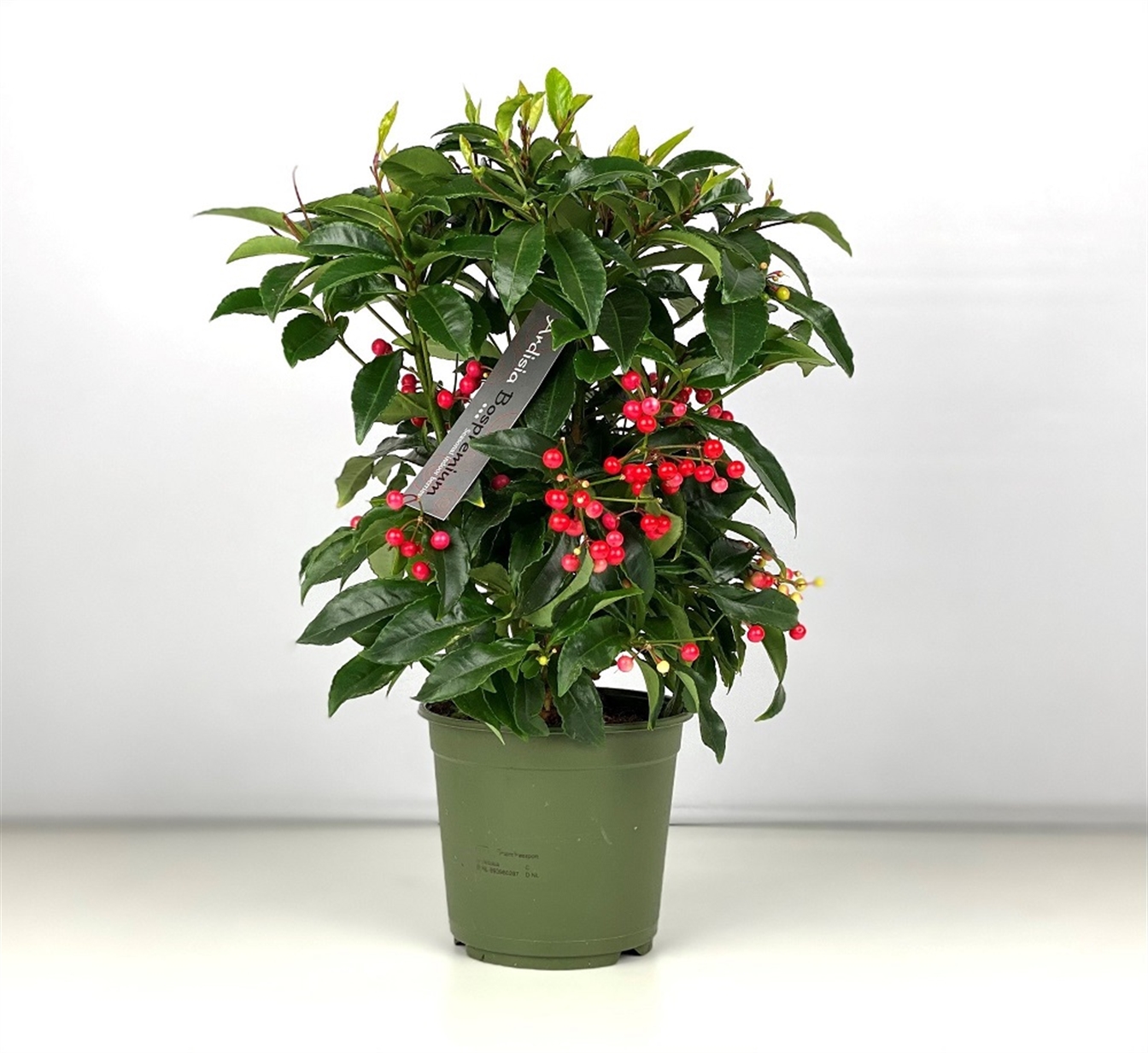 Ardisia rood